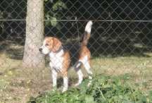 Pies Beagle. Rodowód!