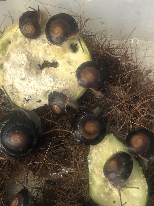 Караколус Экселенс