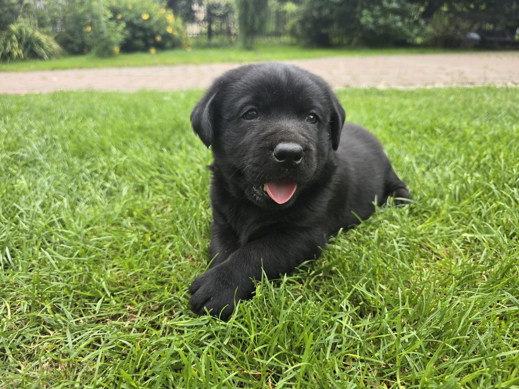 Labrador Retriever! Czarny, grubej kości szczeniak!