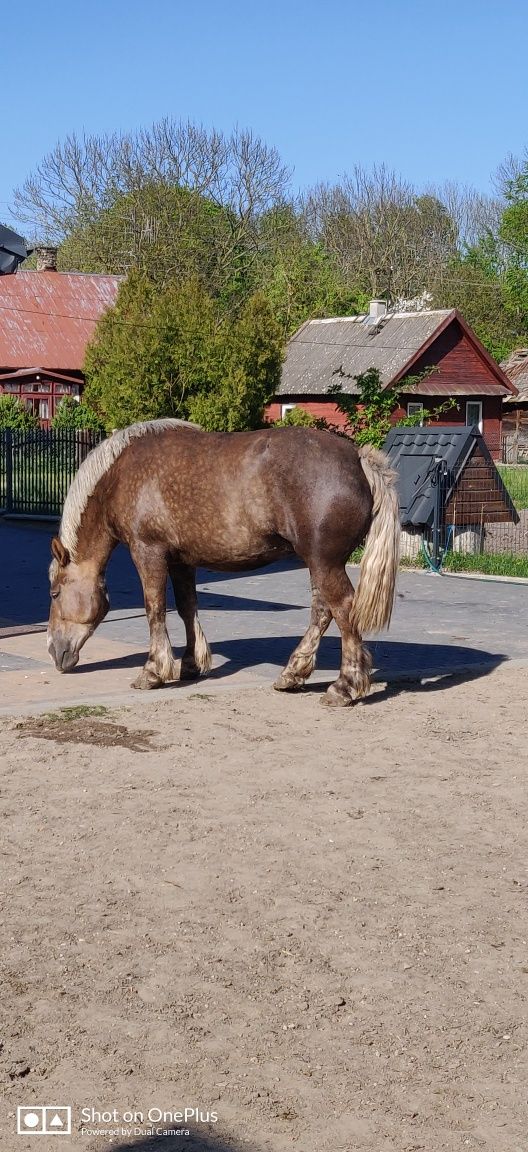 Sprzedam klacz źrebną 4 letnią