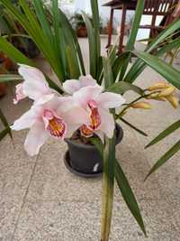 Vasos com flor orquídeas