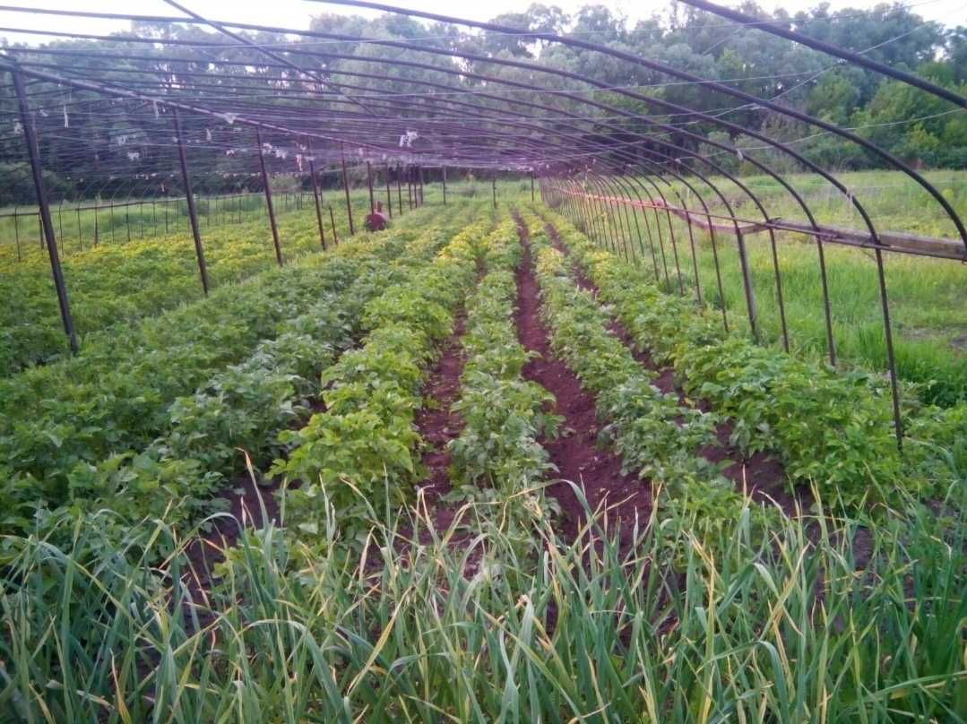 Продам дом в Введенке.Харьковская обл.
