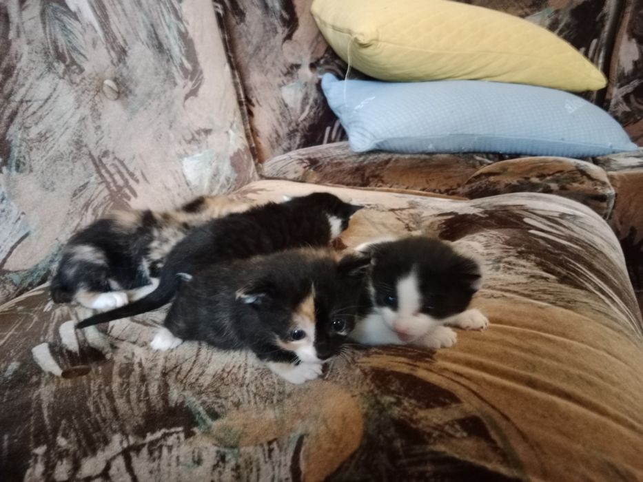 4 małe kotki do adopcji wszystkie zarezerwowane