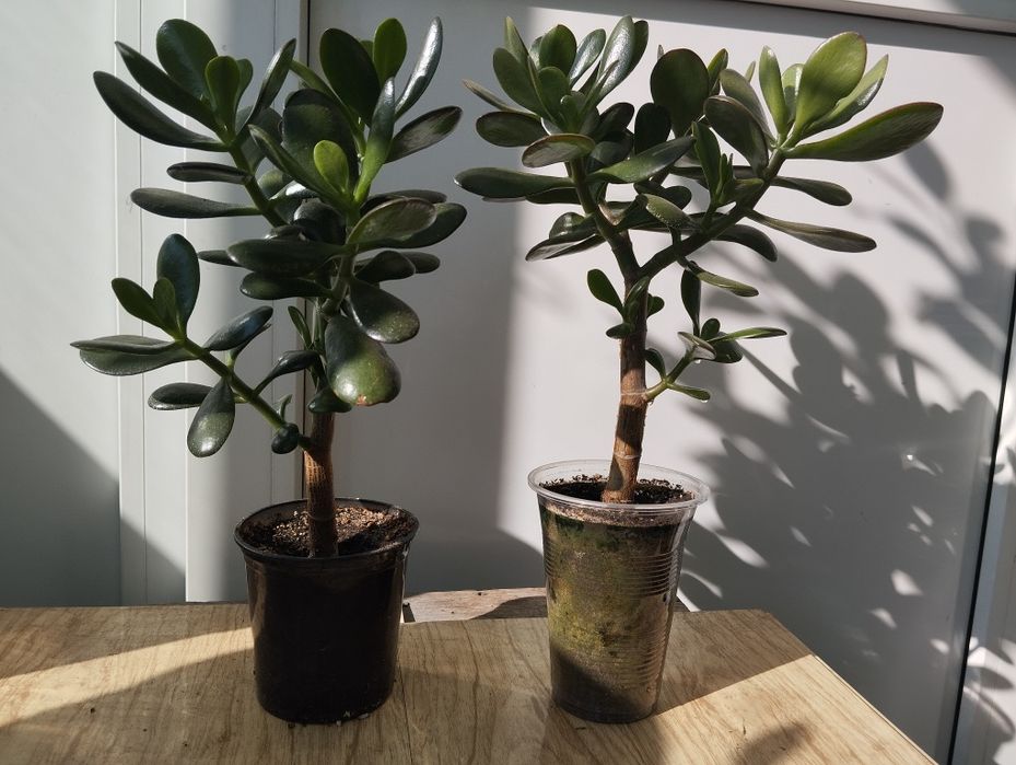 Толстяка "Денежное дерево"