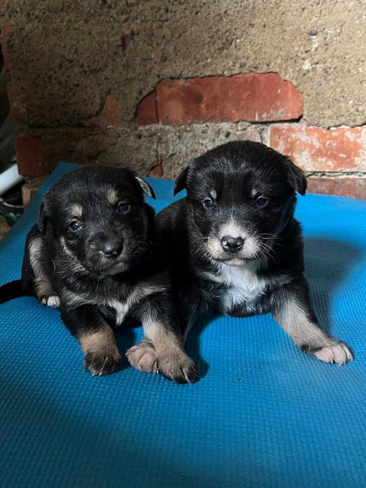 szczeniaki do adopcji