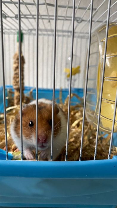 Hamsters com gaiolas completas