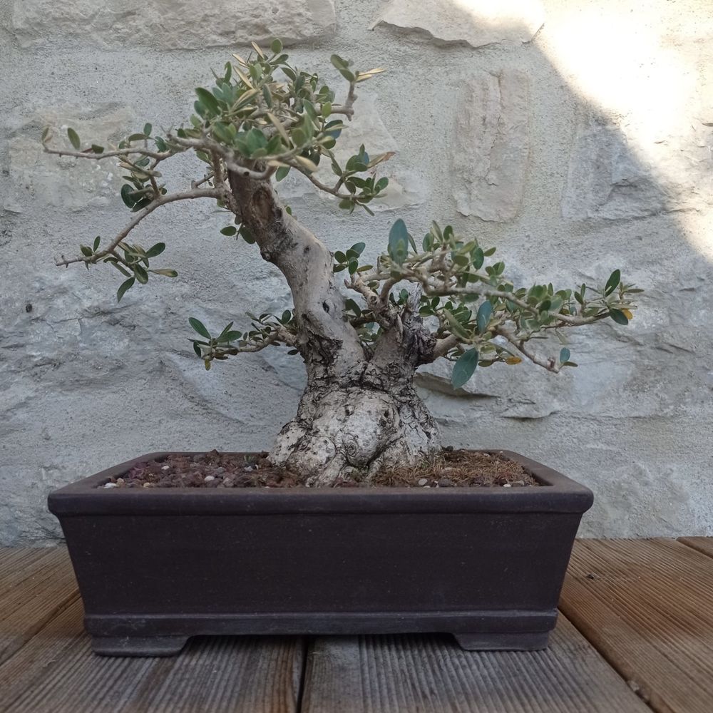 Bonsai Oliveira