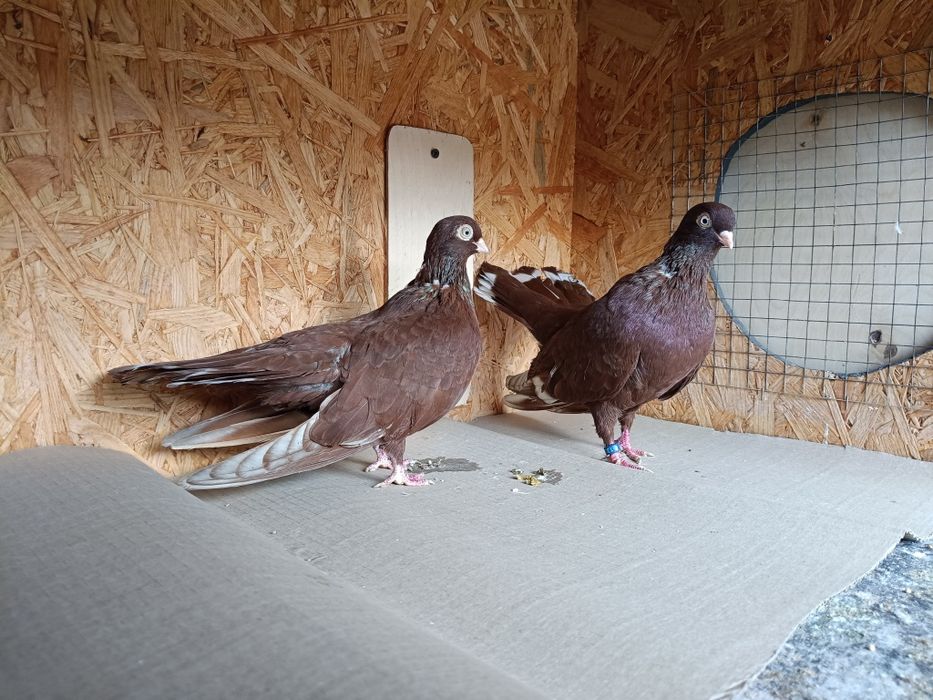 Sprzedam Litewski wstęgowy