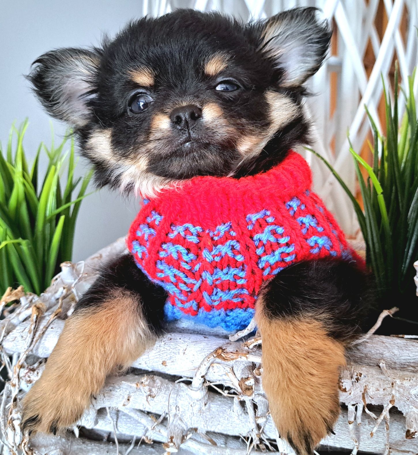 Piękny długowłosy chłopiec Chihuahua DO ODBIORU