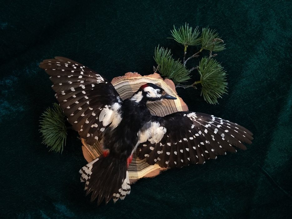 Таксидермія опудало дятла птаха чучело птицы таксидермия