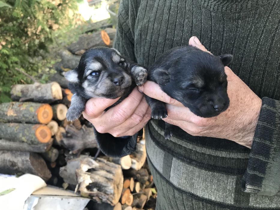 Цуценя віддам в добрі руки