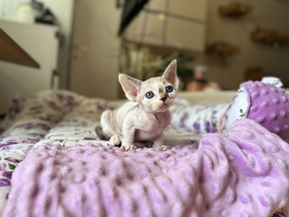 Piekny chlopczyk devin rex