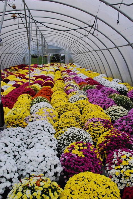 Chryzantemy drobnokwiatowe