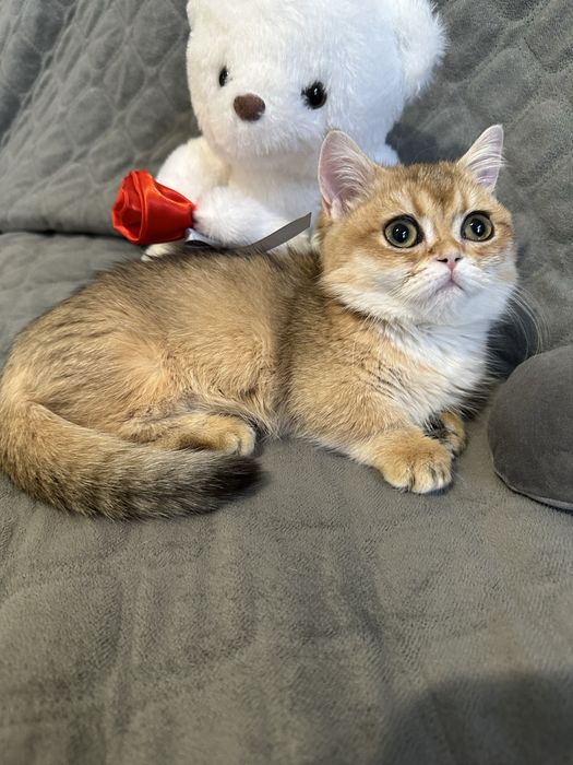 Манчкін коротколапа дівчинка золота шиншила