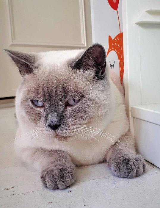 IC Kot brytyjski CACIB, REPRODUKTOR, krycie grupa krwi B