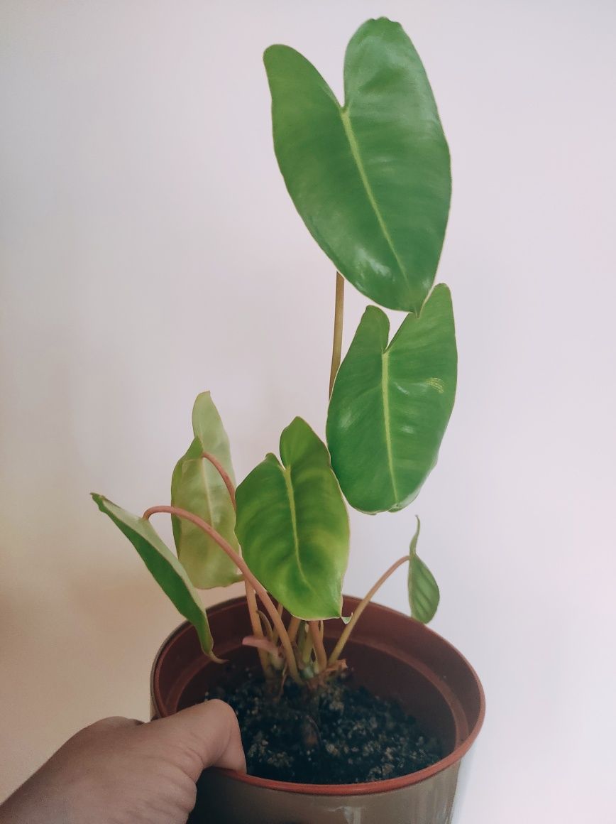Philodendron burle marx variegata regres