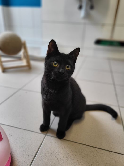 6 miesięczny kociak Helmans szuka domu