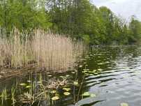 Działka budowlana z linią brzegową - Lepaki Małe
