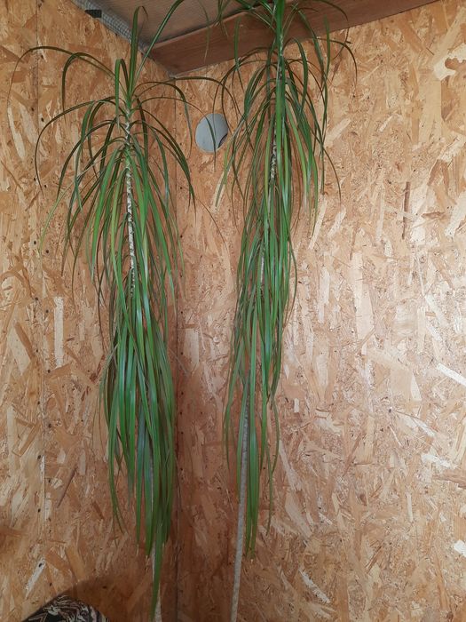 Комнатное растение, пальма " Драцена ".