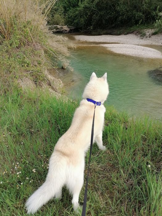 Вязка Сибирский Хаски в Активном поиске