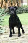 staffordshire bull terrier suka sbt staffik piękna