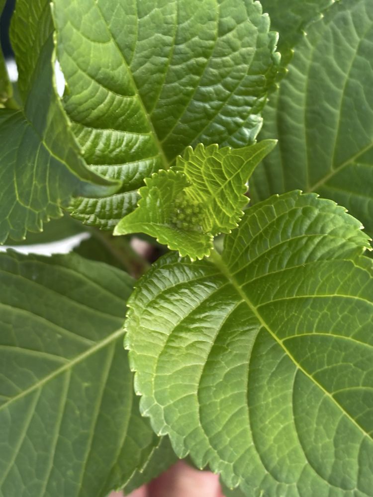 Hydrangea Saxon Sonnenstein