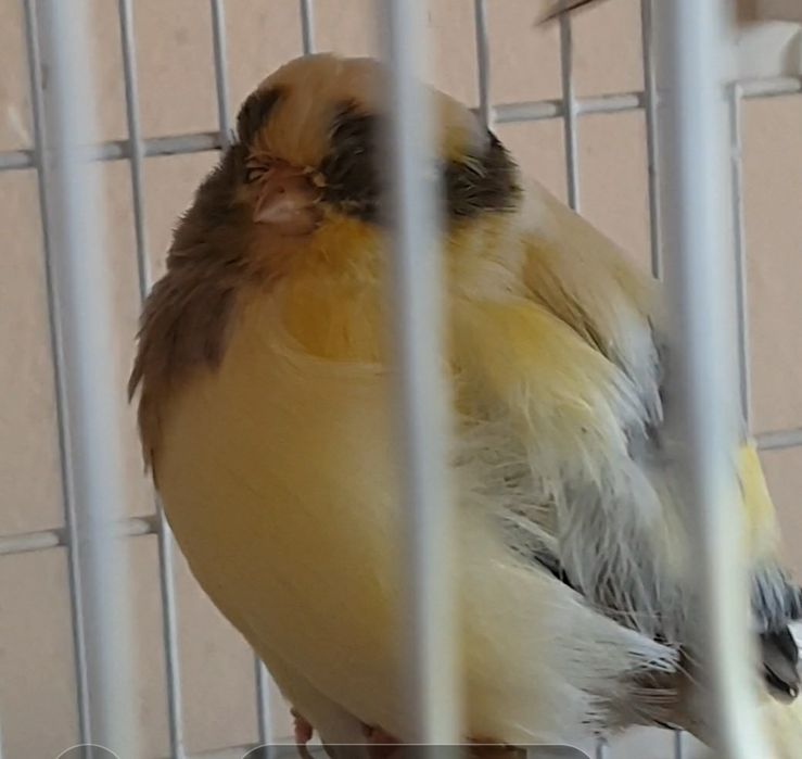 Fêmea Reprodutora Gloster 2024