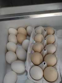 Wiejskie jaja jajka od szczęśliwych kur