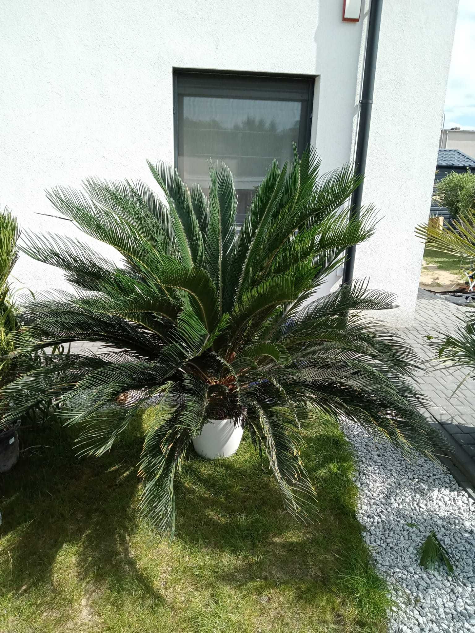 Sagowiec odwinięty - Cycas revoluta