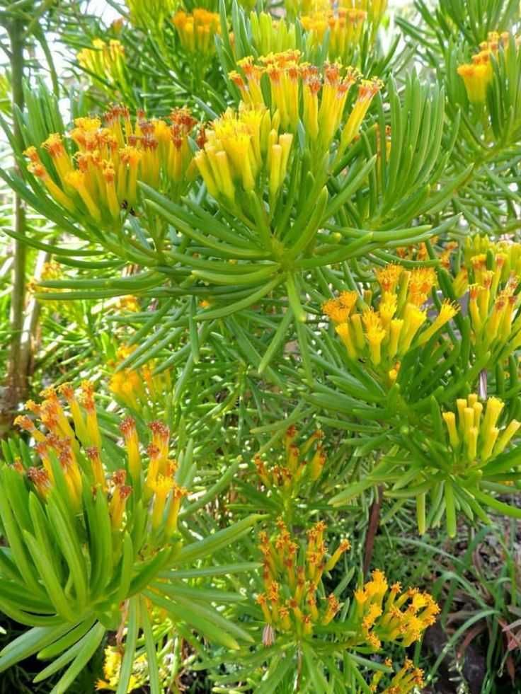 Arbusto SENECIO BARBERTONICUS (flor amarela laranja) Suculenta em vaso
