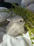 Królik miniaturka mini Lop top hodowla