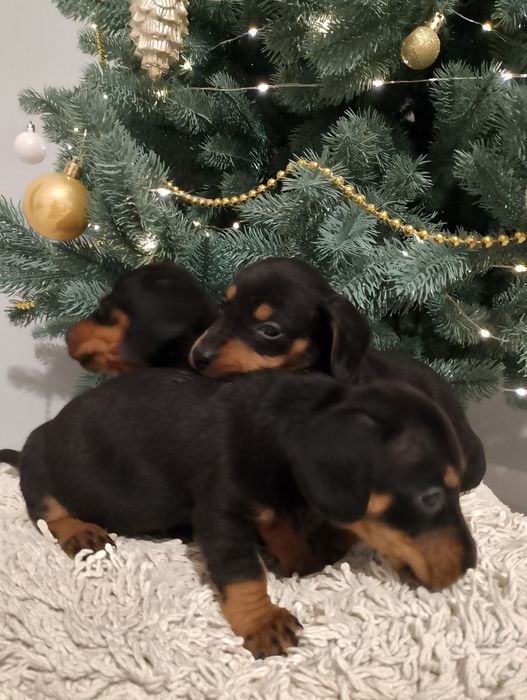 Цуценята такси...