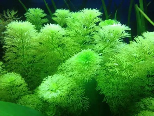 Limnophila Sessiliflora-łatwe rośliny
