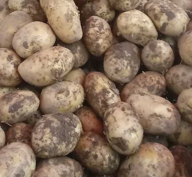 smaczne ziemniaki sraja, sara rosa - tylko 1 zł/kg