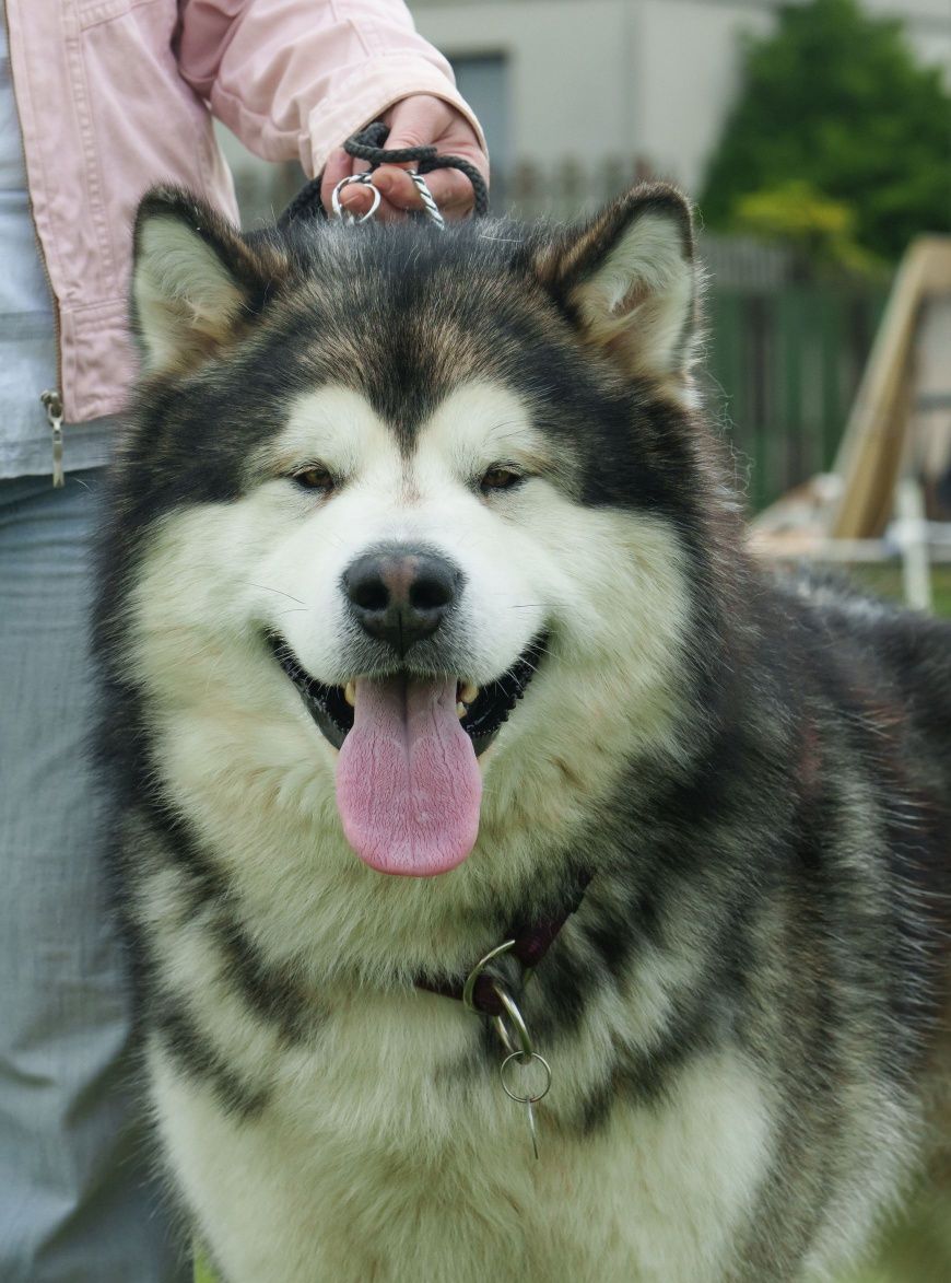 Alaskan Malamute odbiór listopad 2025