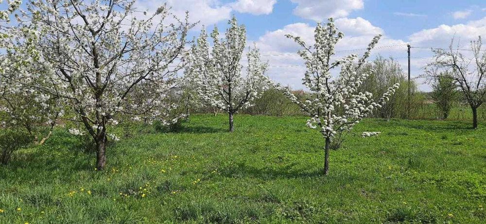 Продаж /Будинок/0 Цикл/Ременів/Львівська обл