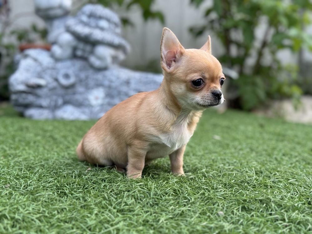 Chihuahua mini dziewczynka