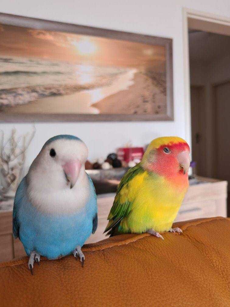 Птенцы розовощеких неразлучников попугаи