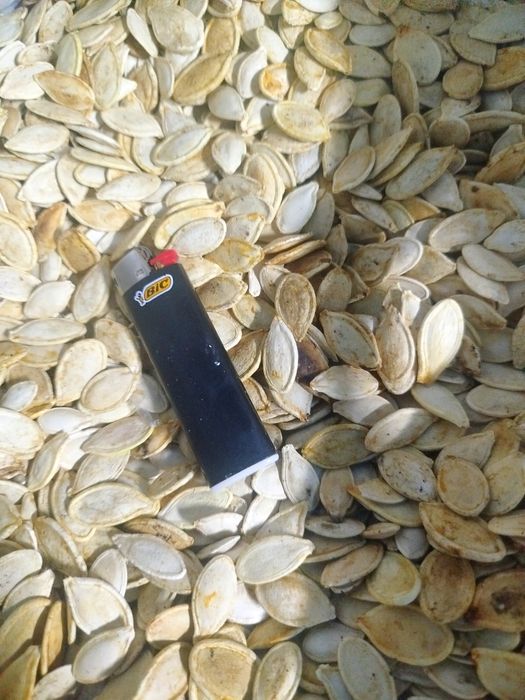 Дзернята гарбузові