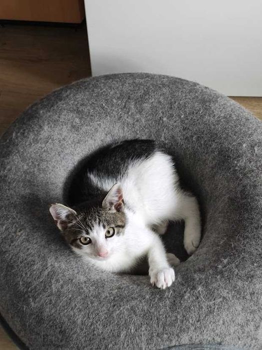 AGREST- żywiołowy i śliczny 9-miesięczny kocurek szuka domu!