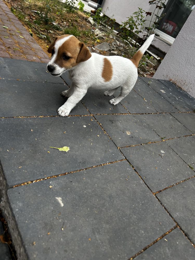 Mała dama, wielkie serce – Jack Russell z rodowodem czeka!