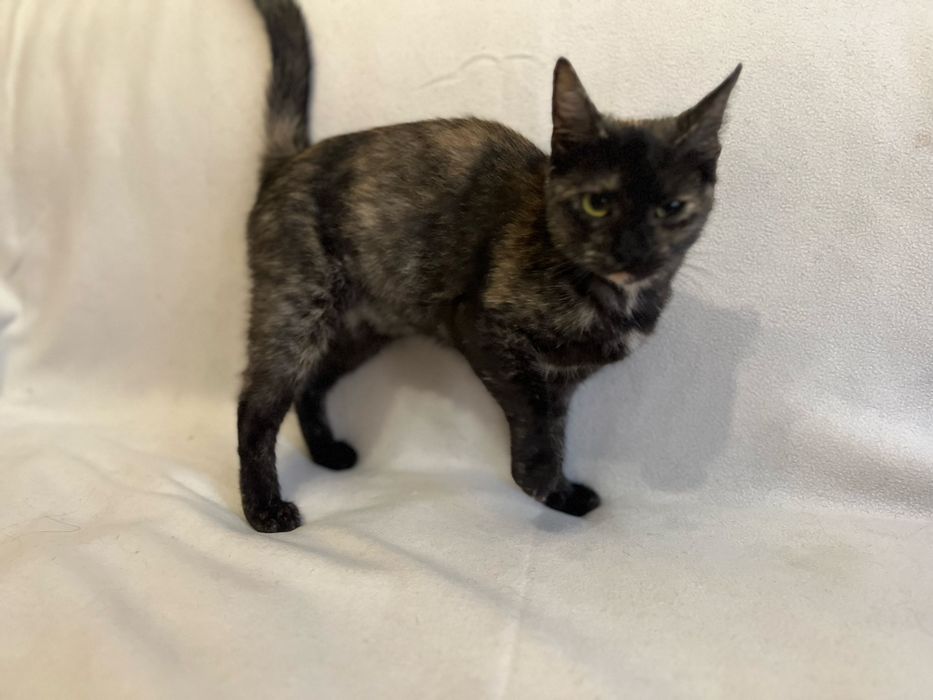 Киця компаньон. Дуже ласкава