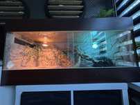 Agama Brogada  z terarium