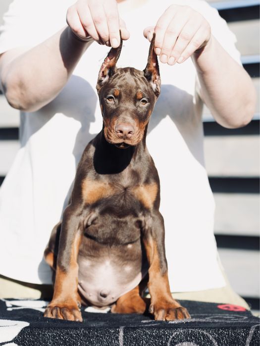 Doberman szczeniak chłopiec