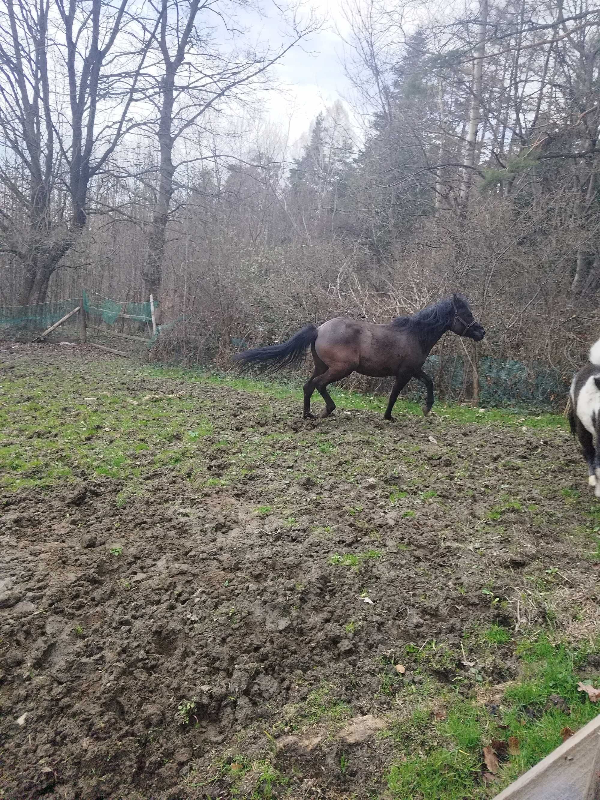 Klacz huculska spokojna