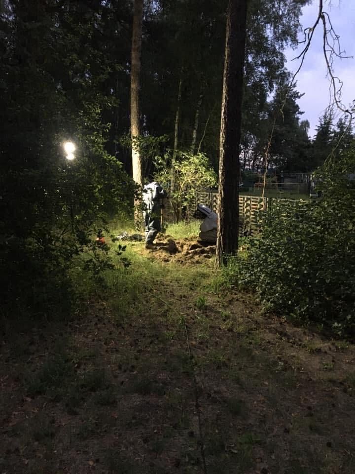 Usuwanie gniazd szerszeni i os.