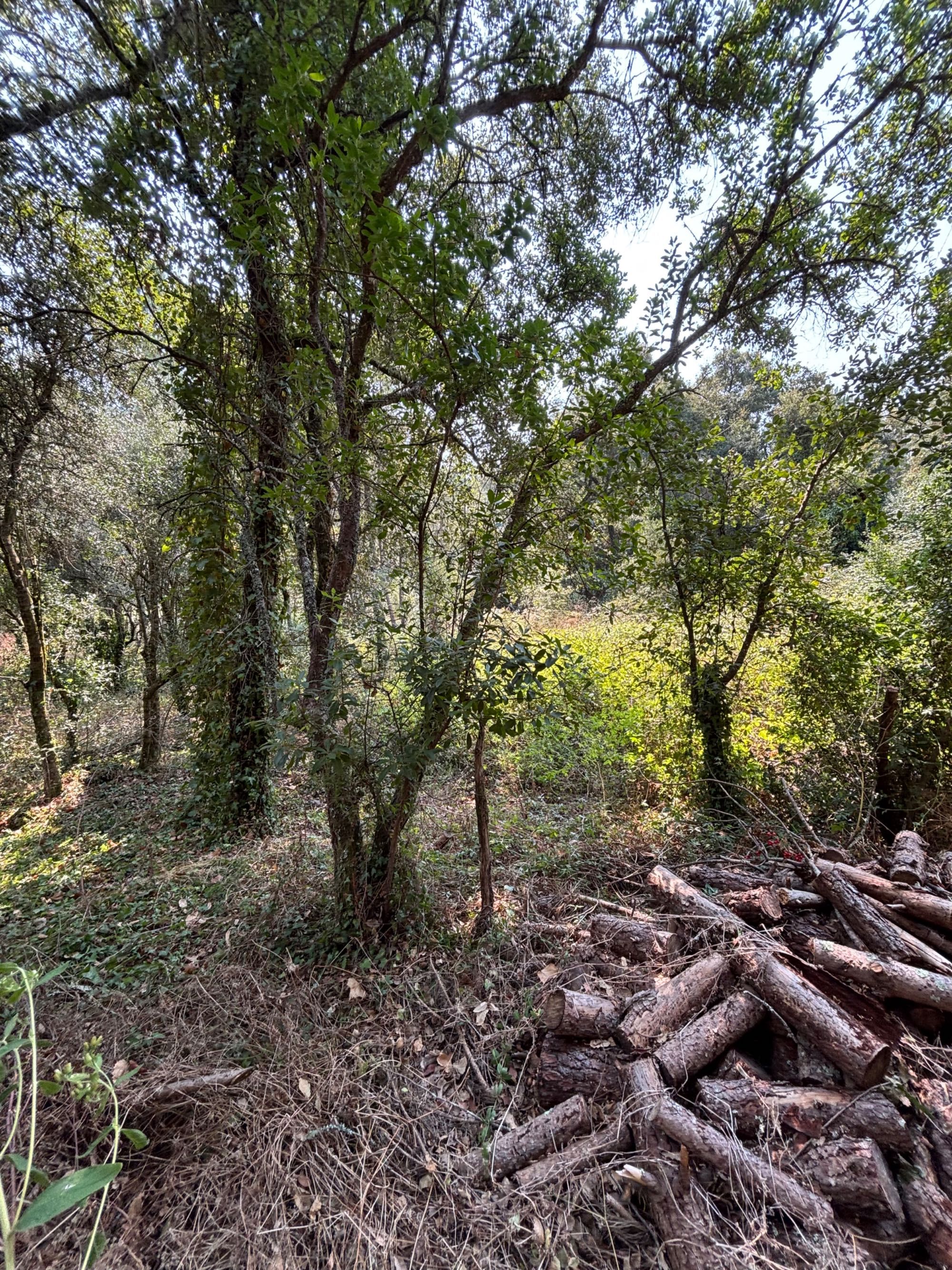 Vendo 2 Terrenos Rústicos 1800 m2 c/ poço em Opeia/Leiria
