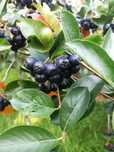 Aronia - uprawa działkowa.