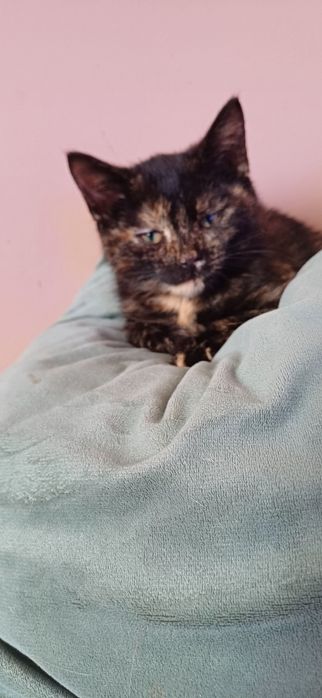 Malutka kotka szuka domku.