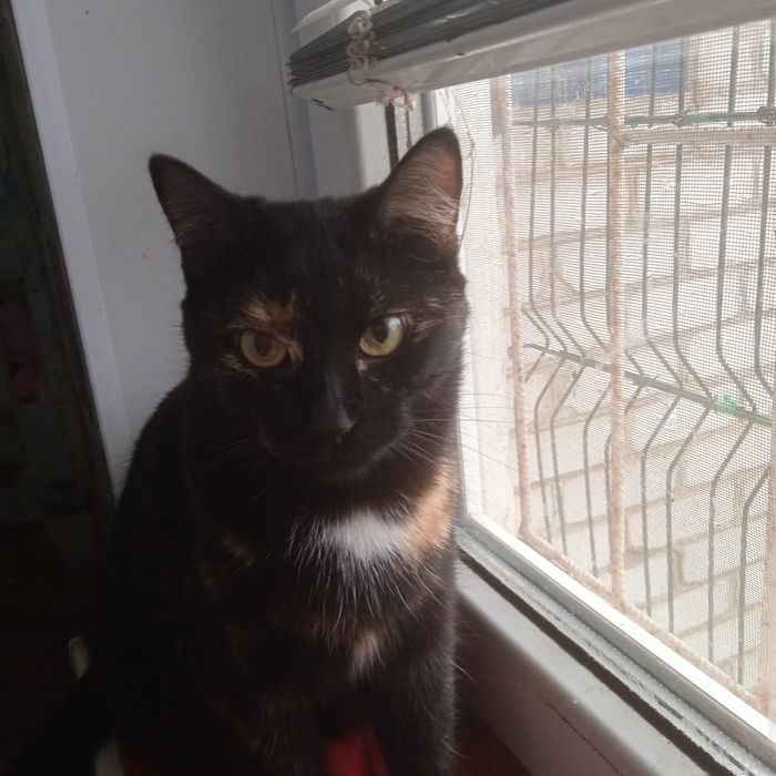 Очаровательной Кисюне  нужен  теплый дом .